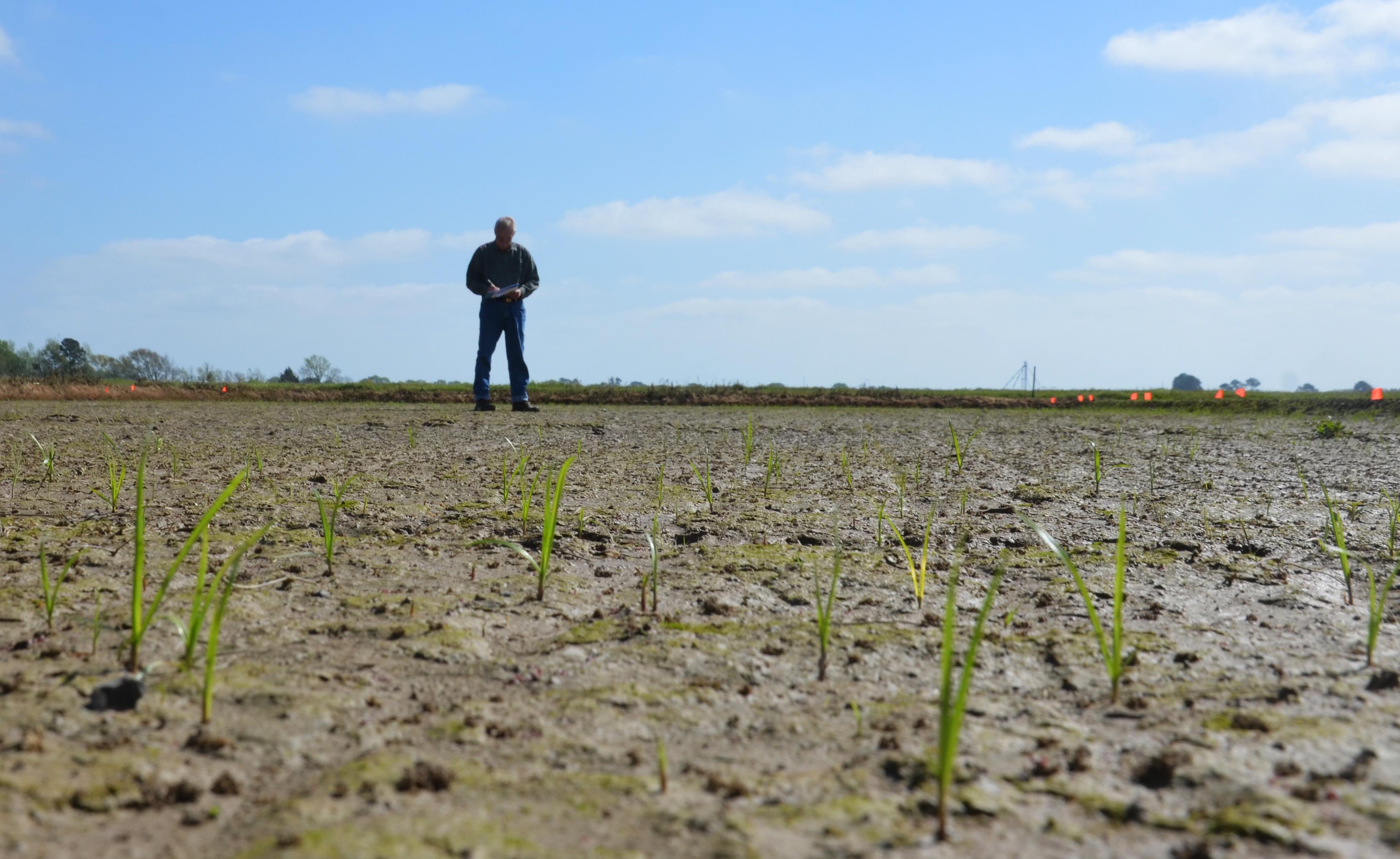 Rice Planting April 2016 